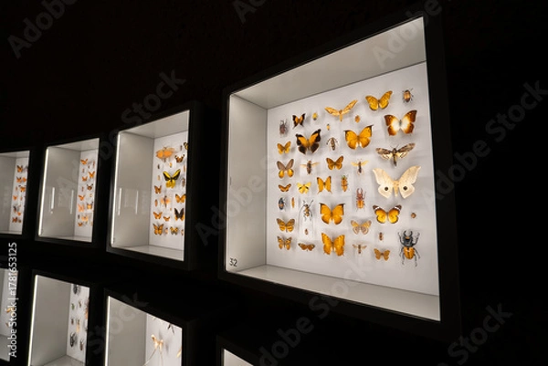 Fototapeta Close up of butterfly and insect specimens in display case.