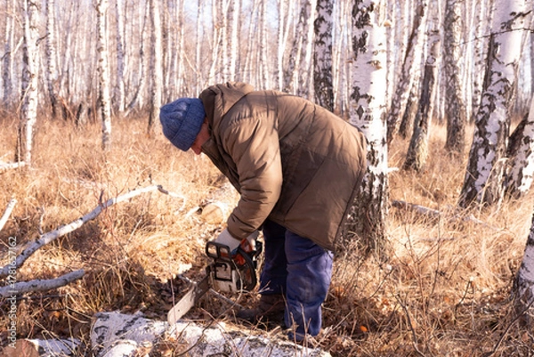 Fototapeta cordless chainsaw.  Close-up of  lumberjack sawing through  tree, sawdust flying everywhere.  lumberjack chops and splits large tree trunks and firewood.