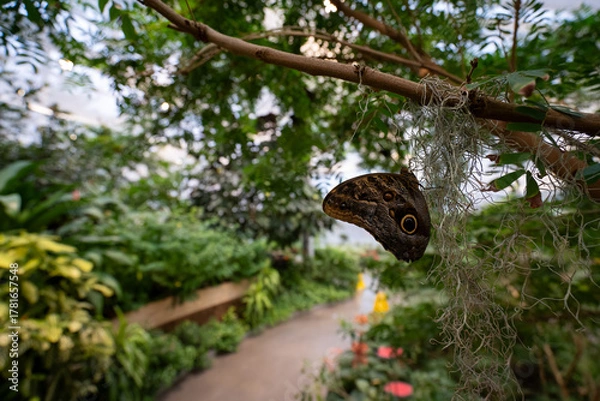 Obraz View of the butterfly garden at the Insectarium.