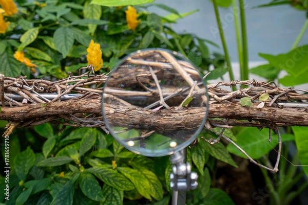 Fototapeta Close up of leaf cutter ants through magnifying glass.
