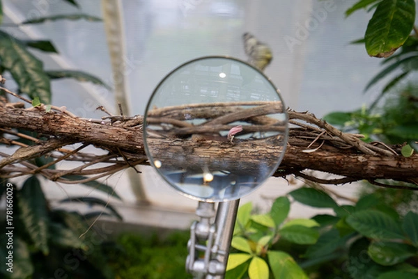 Fototapeta Close up of leaf cutter ants through magnifying glass.