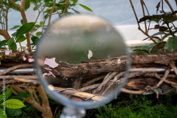 Fototapeta Close up of leaf cutter ants through magnifying glass.