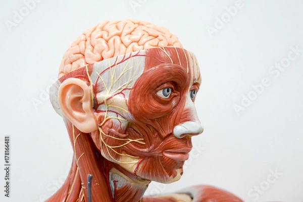 Obraz Model anatomii głowy człowieka