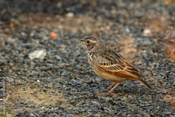 Fototapeta Tibetan Lark bird searching food on grassy ground in Himalayan meadow