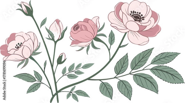 Fototapeta Elegant watercolor floral clip art collection with pastel roses, peonies, and green leaves, isolated on transparent background, delicate hand-painted botanical illustrations