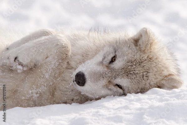 Obraz Arctic Wolf Pup Sleepy Time