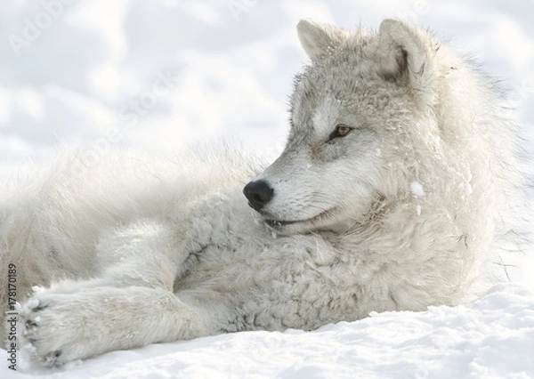 Obraz Arctic Wolf Pup