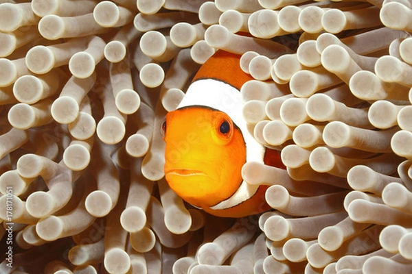 Fototapeta Clown Anemonefish