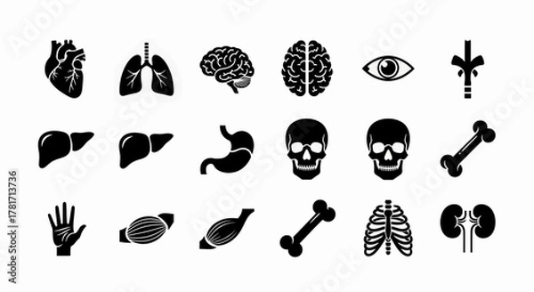 Fototapeta Human anatomy and internal organs icons in glyph style isolated on white background