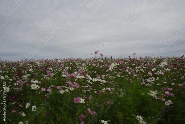 Obraz コスモスの花