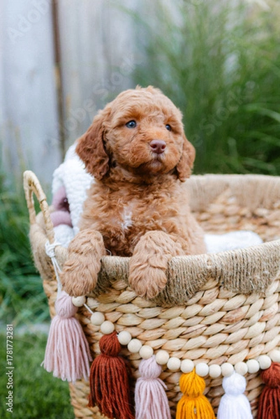Obraz golden doodle puppy