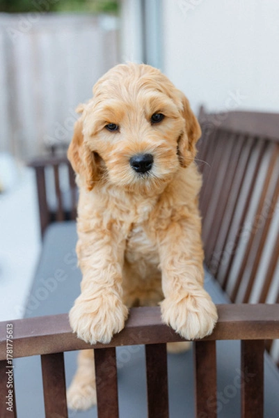 Obraz golden doodle