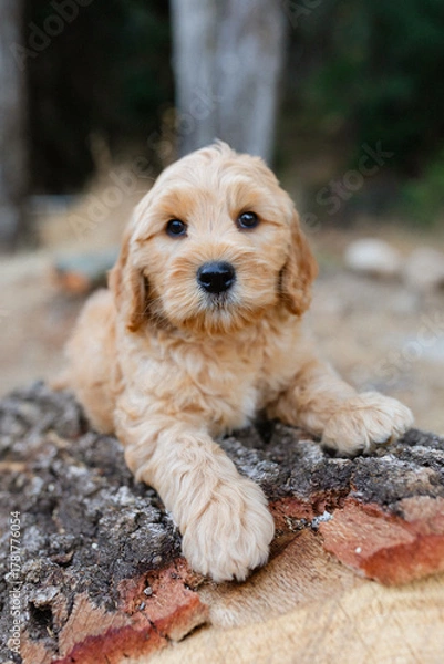 Obraz golden doodle