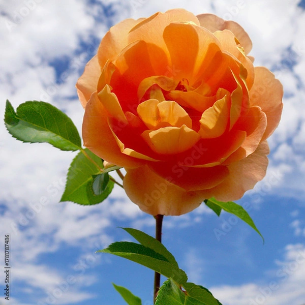 Obraz A beautiful orange rose in a sunny garden.
