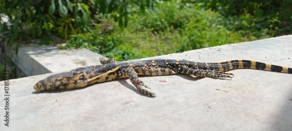 Obraz A reptile called a monitor lizard is black and yellow with a green leaf background. 