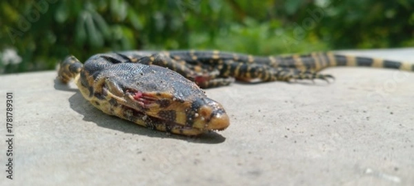 Obraz Reptiles called monitor lizards have black and yellow skin with a green leaf background. 
