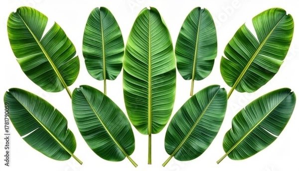 Fototapeta Banana leaves isolated on white background fresh green banana leaves elegantly presented isolated against clean white background for design