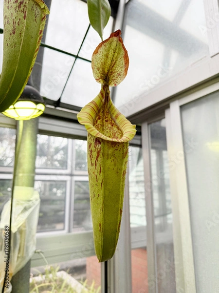 Obraz 温室のウツボカズラ