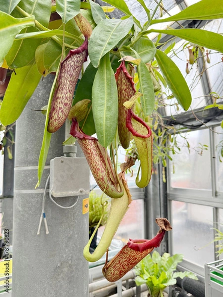 Obraz 温室のウツボカズラ