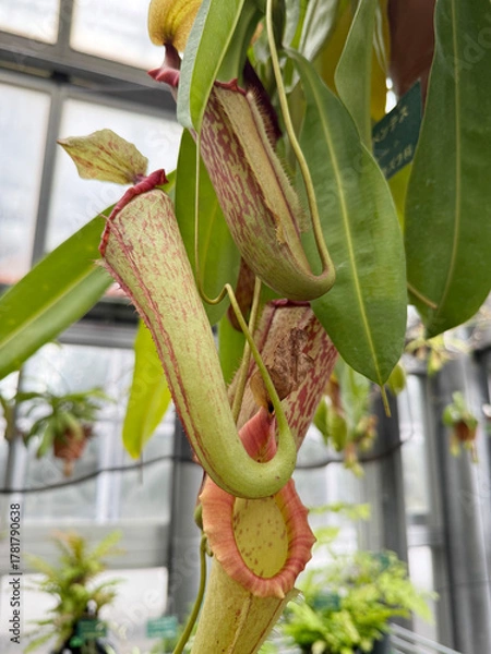 Obraz 温室のウツボカズラ