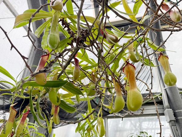 Obraz 温室のウツボカズラ