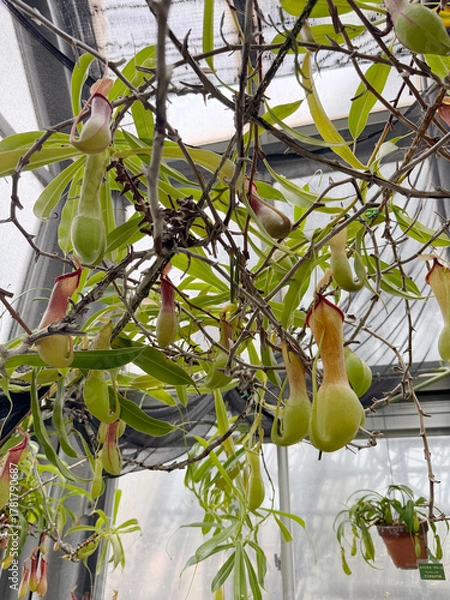 Obraz 温室のウツボカズラ