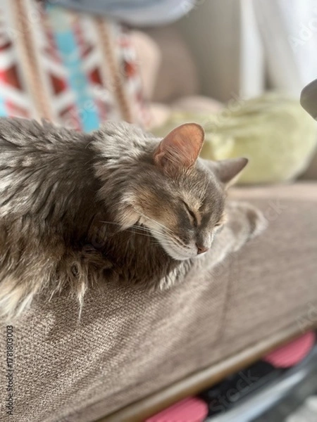 Obraz まどろむ猫1