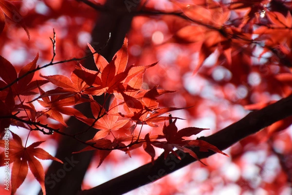 Obraz Maple leaves at their peak of autumn color - backlit watermark shot (telephoto zoom shot) / 紅葉の見頃となったもみじの葉～逆光での透かし撮り(望遠ズーム撮影)