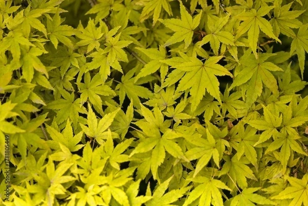 Obraz Vibrant green maple leaves create a lush background in a peaceful garden setting during late spring