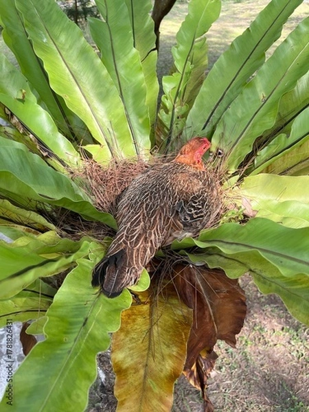 Fototapeta Hen nesting on bird’s nest fern in tropical garden