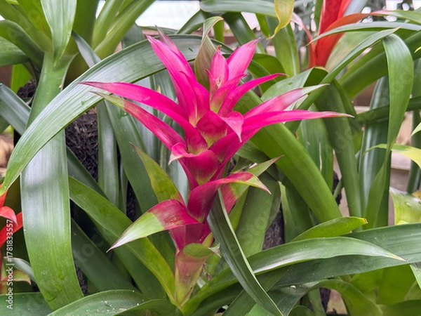 Obraz ピンクのグズマニア