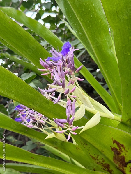 Obraz コクリオステマ・オドラテッシムム