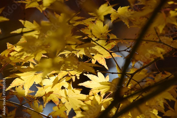 Fototapeta  The autumn leaves ～ yellow maple leaves at their peak of autumn color - backlit watermark shot (telephoto zoom shot) / 秋の紅葉，見頃となった黄色いもみじの葉～逆光での透かし撮り(望遠ズーム撮影)