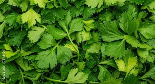 Fototapeta Fresh Green Parsley Leaves Close-up Background