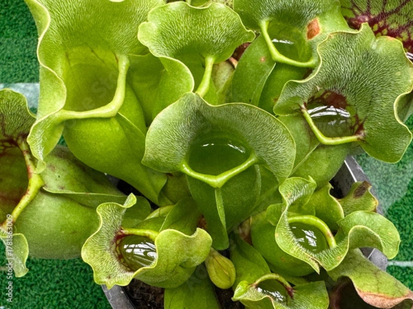 Fototapeta 消化液がたまったサラセニア