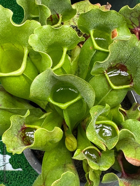 Fototapeta 消化液がたまったサラセニア