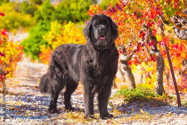 Obraz newfoundland dog