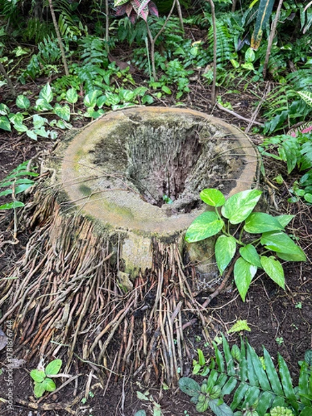 Obraz ダイオウヤシの切り株