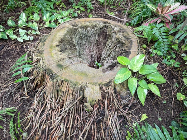 Obraz ダイオウヤシの切り株