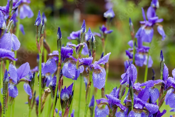 Fototapeta Closeup of blooming purple Iris sibirica sibirian iris in spring with raindrops in front of natural green background. Selective focus. Shallow depth of field.