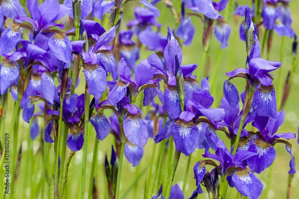 Fototapeta Closeup of blooming purple Iris sibirica sibirian iris in spring  in front of natural green background. Selective focus. Shallow depth of field.