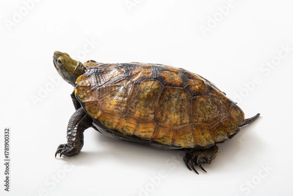 Fototapeta ニホンイシガメ　白背景でスタジオ撮影