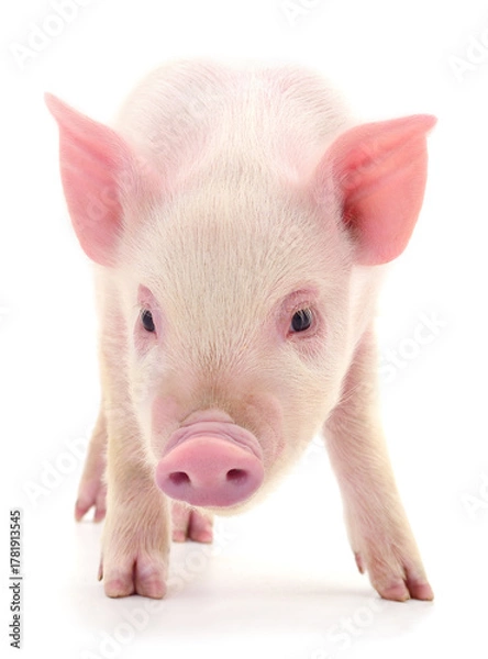 Obraz Pink piglet isolated on white background full body close up