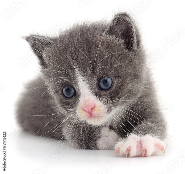 Obraz Gray kitten with white paws isolated on white background close up