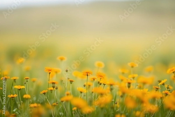 Fototapeta Soft Focus Field of Orange and Yellow Wildflowers, Minimalist Blurred Texture