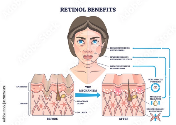 Fototapeta Retinol benefits outline showing how retinol boosts collagen and cell turnover, woman s face, skin cross-sections before-after, and arrows explain clearer texture and fewer wrinkles.