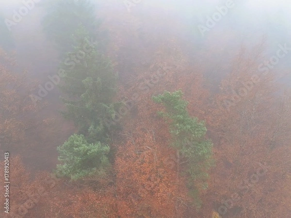 Fototapeta Aerial view of misty autumn forest with green and orange trees