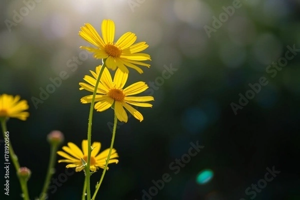 Fototapeta Sunlit Yellow Coreopsis Flowers 