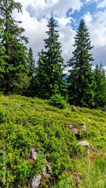 Obraz Mountain forest with Engelmann spruce and blueberry shrubs on moist alpine slope in midsummer