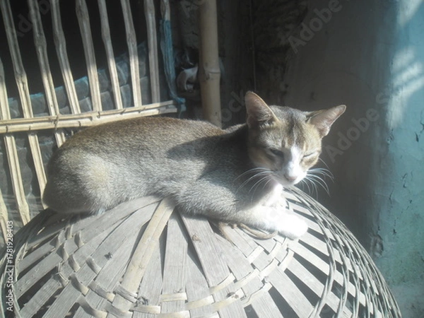 Fototapeta Cat resting on a conical hat with bars in the background indoors
